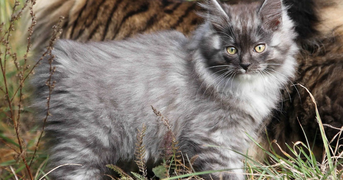 Kurilian Bobtail: El Gato con Cola de Lince que Conquistará tu Corazón - Historia, Personalidad y Cuidados