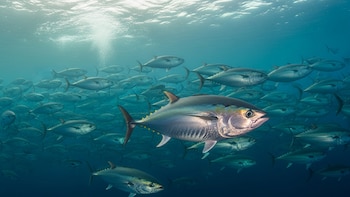 Día Mundial del Atún: por qué es clave proteger esta especie para la salud de los océanos