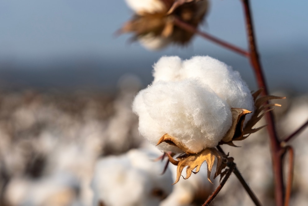 El algodón argentino suma una innovación que promete cambiar el cultivo