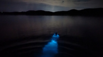 Puerto Mosquito (Puerto Rico)
