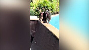 La escena, grabada en primera