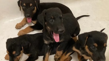 Rescatan en Los Ángeles entre