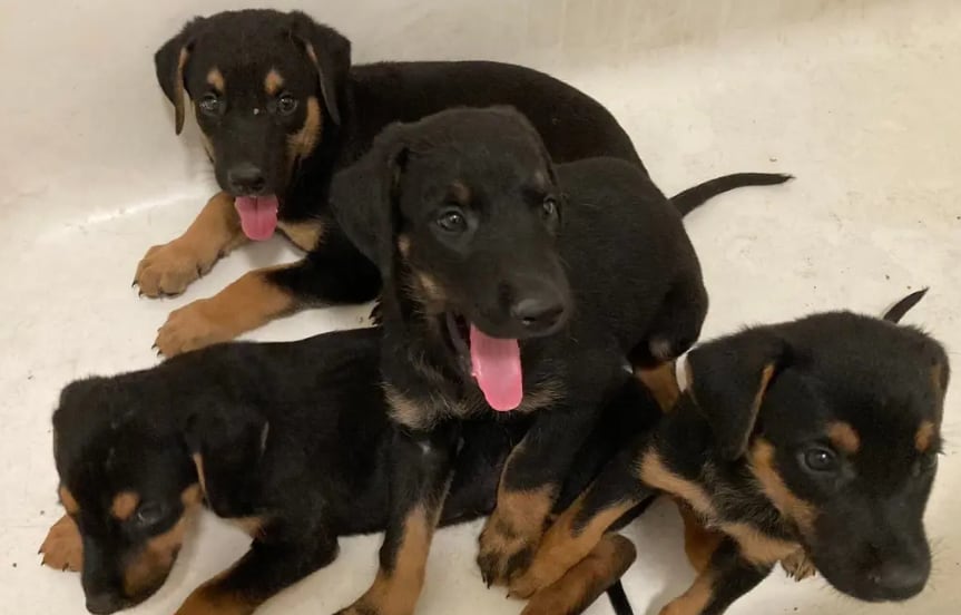 Los perros se han convertido en la segunda especie con más casos activos de gusano barrenador.