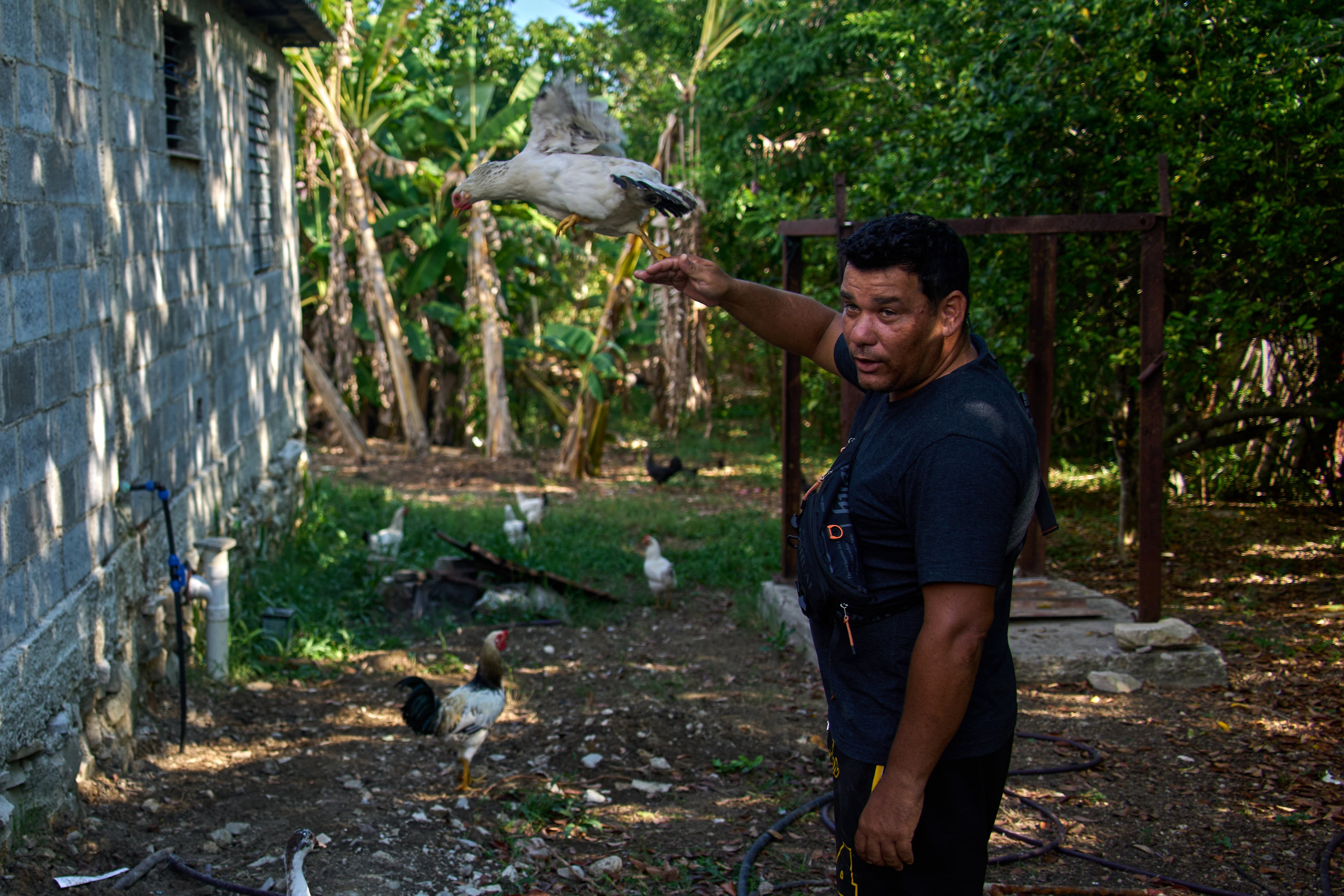 Liexer De La Cruz también intenta la crianza de gallinas y pollos, como otra fuente de subsistencia. (Infobae Cuba/AP Photo/Ramon Espinosa)