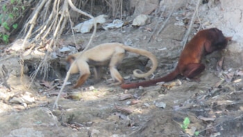 Dos monos sobre un terreno de tierra, uno de pelaje claro y otro de pelaje rojizo