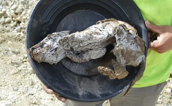 21/12/2020 Momia de cría de