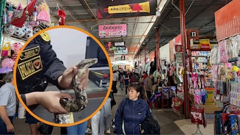 Hallan una boa en peligro de extinción dentro de un costal cerca del Mercado Modelo de Chiclayo: investigan tráfico ilegal
