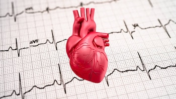 Cómo funciona el corazón y