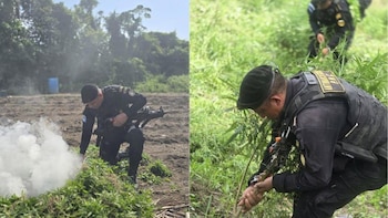 Guatemala: La PNC destruyó 68,160 matas de marihuana en Las Cruces, Petén