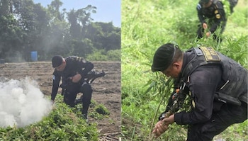 La PNC informó que agentes de la SGAIA erradicaron e incineraron 68.160 matas de marihuana en Las Cruces, Petén, durante un operativo del 20 de junio. (Cortesía: PNC Guatemala)