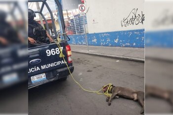 (Foto: Twitter@PYolkatl_mx)