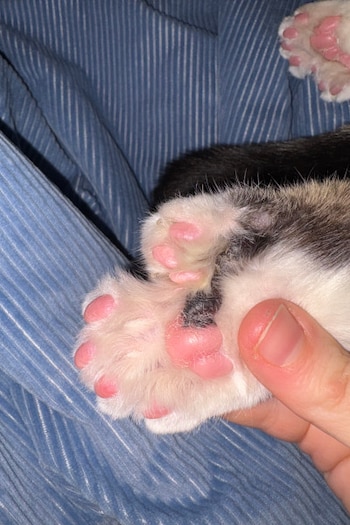 Un gato con 28 dedos fue reconocido por Guinness World Records