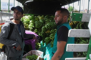 La Unión Europea representa el 65,8% de las exportaciones de banano colombiano, seguida por Estados Unidos y el Reino Unido - crédito Santiago Mesa/REUTERS