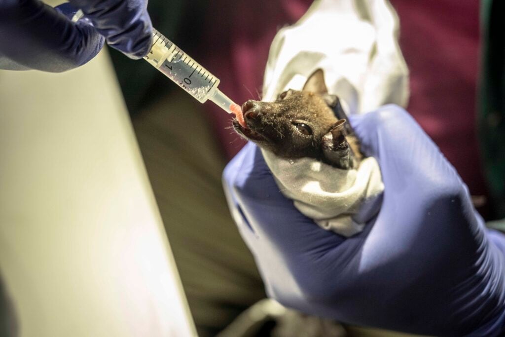 Iroro Tanshi alimenta con una solución de agua azucarada a un murciélago de pelaje suave angoleño (Myonycteris angolensis) durante la recopilación de datos morfométricos en la aldea de Etankpini, en Odukpani (Etinosa Yvonne de The Goldman Environmental Prize)