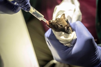 Una mujer consigue proteger a un animal asociado con la brujería en Nigeria con campañas de prevención de incendios forestales