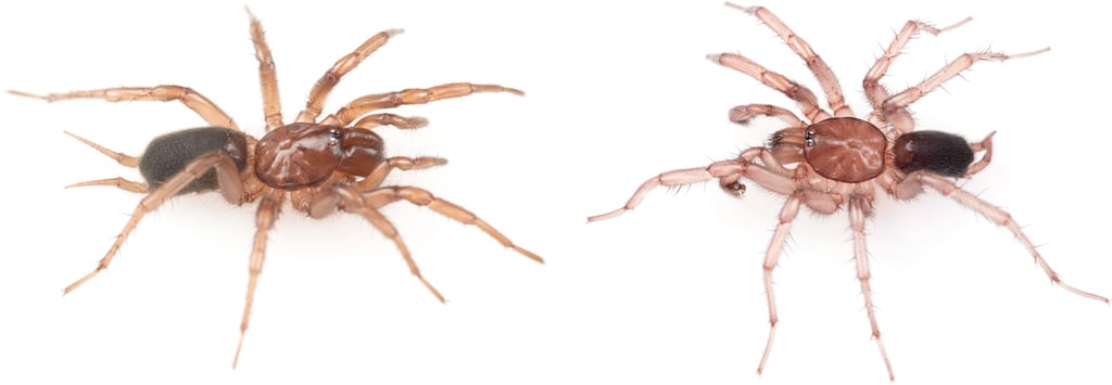 El arácnido elabora telarañas con forma de túnel en troncos descompuestos y cúmulos de musgo (Gentileza, estudio: Oculta en el bosque: Una nueva especie de Hexura (Araneae, Mygalomorphae, Antrodiaetidae) procedente de una zona de distribución muy restringida en Idaho, publicado en ZooKeys)