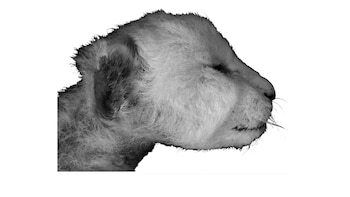 El hallazgo de un cachorro