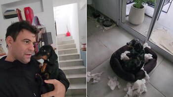 Ricardo, el perro salchicha culpable