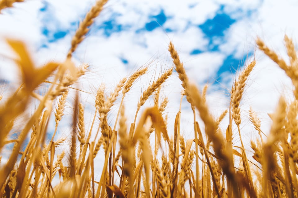 Un relevamiento realizado por la Bolsa de Cereales de Buenos Aires dio pro finalizada la siembra de trigo del ciclo 2026/27, con 6,5 millones de hectáreas (BCR)