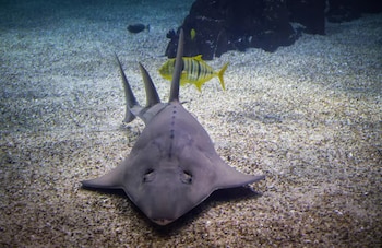 Pesca incidental y degradación marina