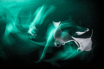 Henley Spiers ganó el primer