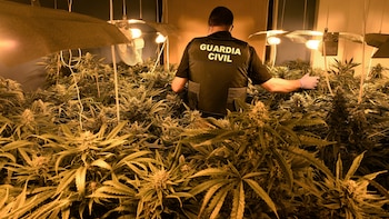 Una mujer detenida por cultivar cannabis en la habitación de su hijo de dos años