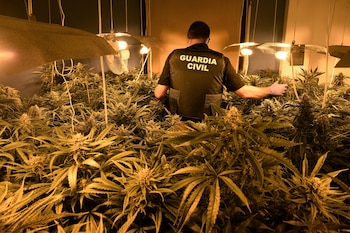 La madre tenía cannabis por toda la casa. (EFE/Carlos Barba)