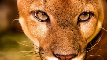 Grandes felinos recorren las montañas panameñas, bajo algún grado de amenaza
