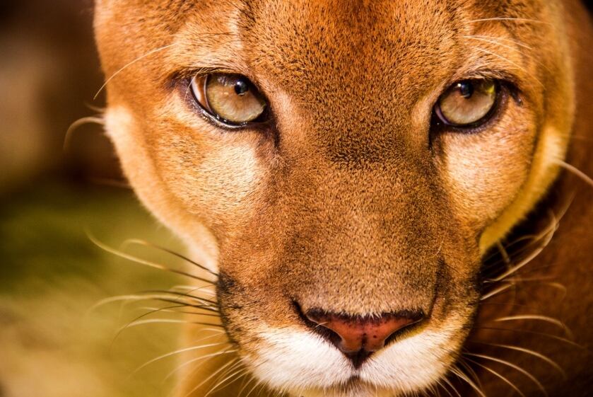 Felinos en peligro: seis especies amenazadas en Panamá