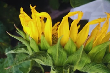 La herramienta, de acceso libre