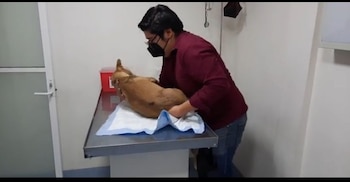 El estado de salud del