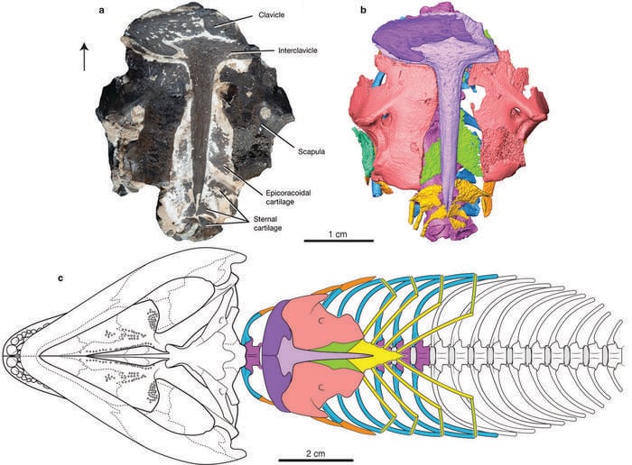 El fósil, preservado en condiciones excepcionales, permitió retroceder en casi 100 millones de años el registro más antiguo de proteínas fósiles (Crédito: Gentileza, estudio Mummified early Permian reptile reveals ancient amniote breathing apparatus, publicado en Nature)
