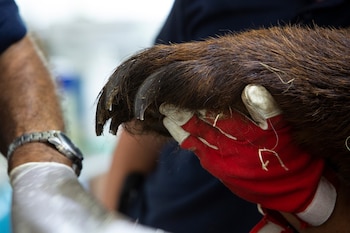 The fat man weighs 350 kilos because