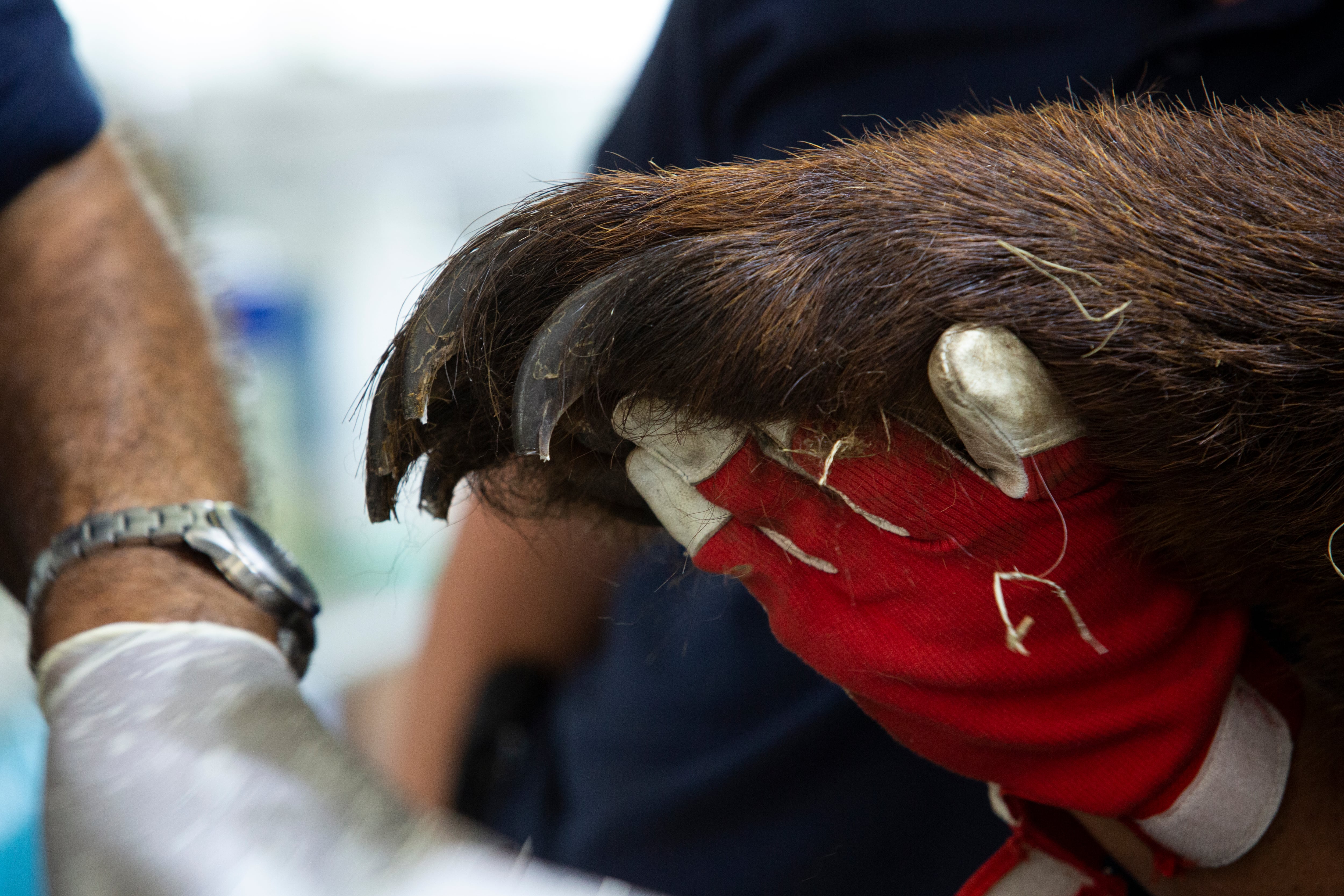 Gordo pesa 350 kilos debido a la mala alimentación (Four Paws)