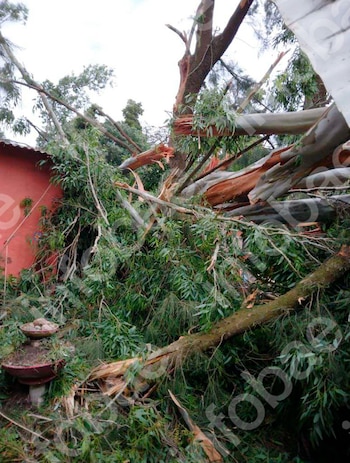 Cayeron dos árboles de su casa sobre la del vecino durante un temporal y deberá indemnizarlo