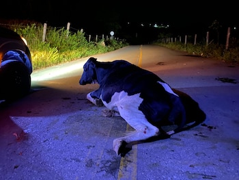 Imagen ilustrativa. Las vacas suelen