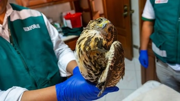 Gavilán acanelado fue rescatado en restaurante de Tacna: Serfor lo atendió y devolvió a su hábitat