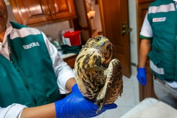 El gavilán acanelado fue hallado en un restaurante de Tacna.