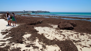 El alga asiática ‘Rugulopterix okamurae’ pone al límite a las costas del sur de España: Andalucía declara de fuerza mayor la invasión de esta especie exótica