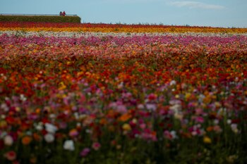 Una pareja mira al horizonte