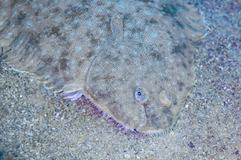 El lenguado suele camuflarse con el fondo marino (Wikimedia Commons)