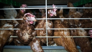 Pueblos en Cuenca sin agua potable y una macrogranja con un millón de gallinas en proyecto: “Es una irresponsabilidad”