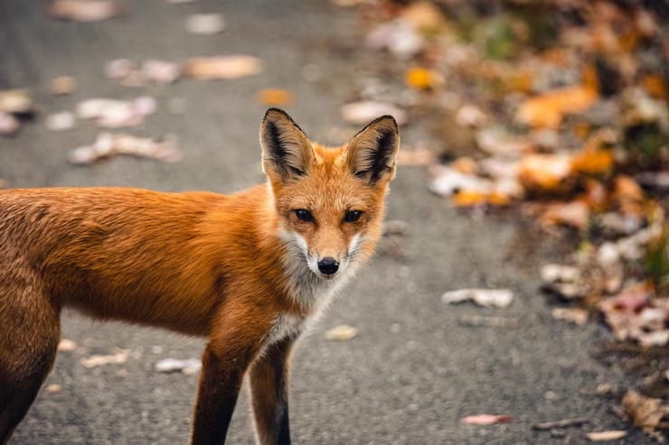 Un análisis plantea que Australia puede funcionar como refugio para especies introducidas que enfrentan amenazas en sus regiones de origen (Magnific)