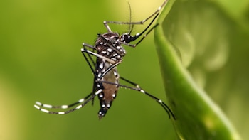 Detectaron el primer caso importado de dengue en Rosario en lo que va del año