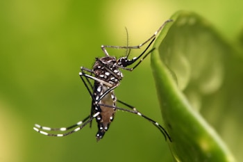 El primer caso de dengue de la temporada en Santa Fe fue detectado en una mujer que había viajado a Perú
