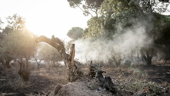 El incendio de la Sierra Oeste de Madrid reduce avance durante la noche, aunque aún no está estabilizado