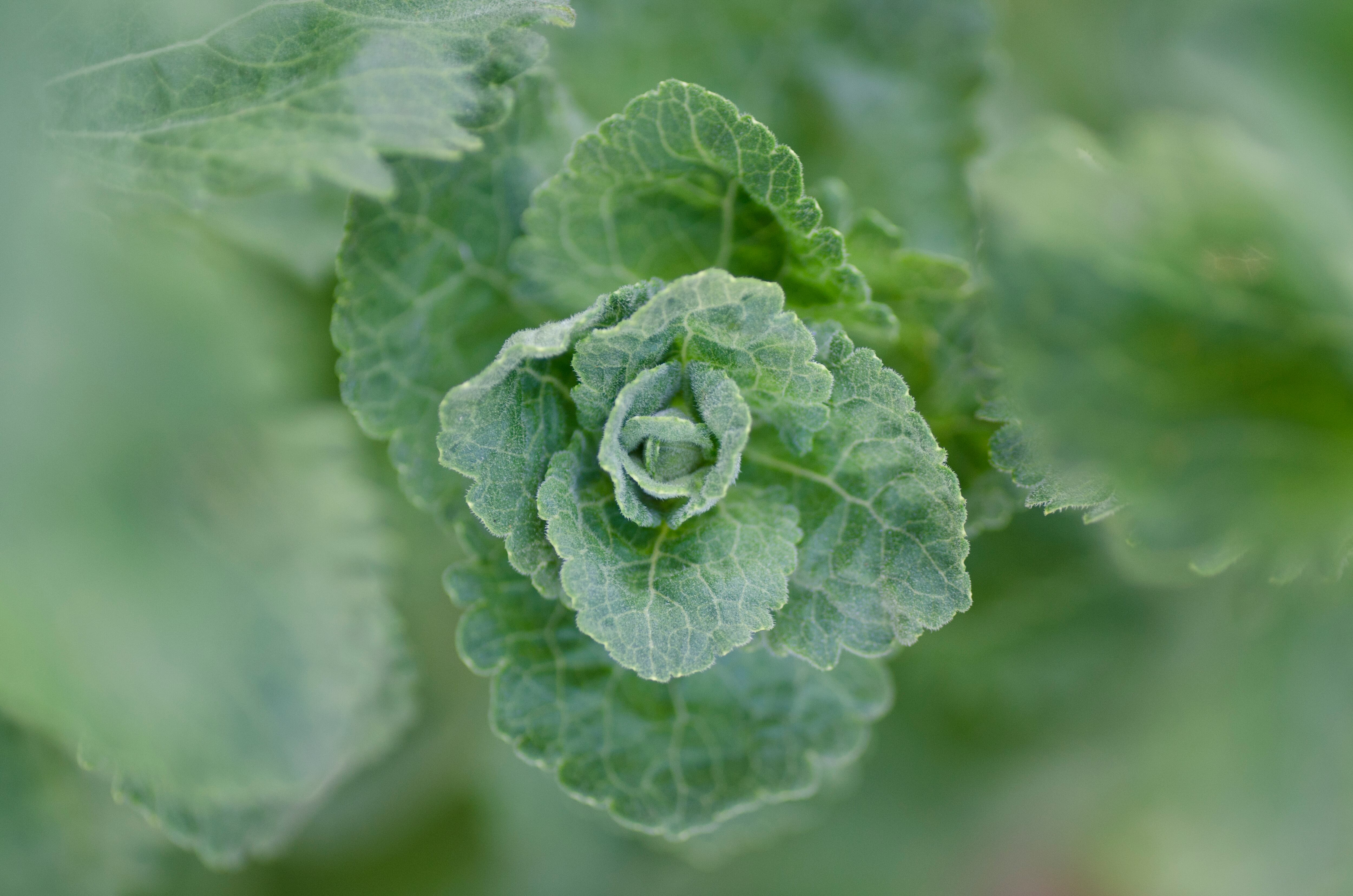 Fotos representativas de la planta