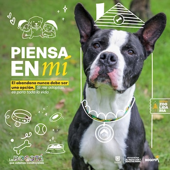 En recorridos en caravana desde