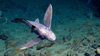 Científicos registran raro tiburón blanco en el mar de Perú: se trata de un ejemplar ‘gatita’ sin precedentes