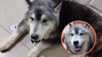 Congreso propone licencia laboral por